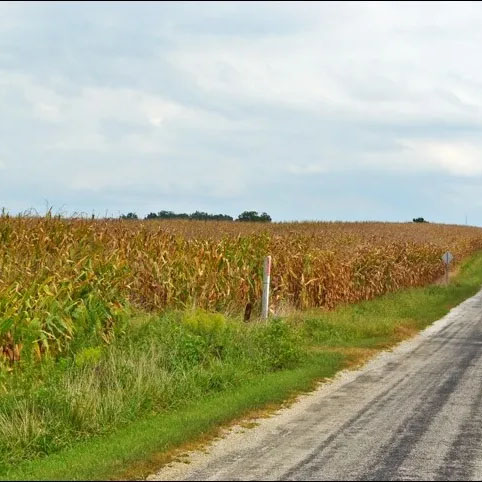 Indiana Cornfield